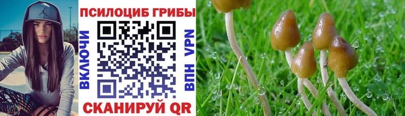 shop Telegram  Лобня  Псилоцибиновые грибы ЛСД 